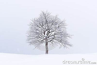 Minimalistic landscape with a lonely naked snowy tree Stock Photo