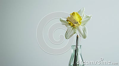 A minimalistic photo of a single daffodil in a vase against a white background Stock Photo