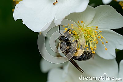 Mining Bee - Genus Andrena Stock Photo