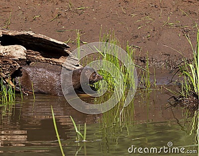 Mink Coming out of Log and Entering River Stock Photo