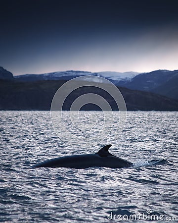 Minke Whale in Barents sea, Arctic Ocean Stock Photo