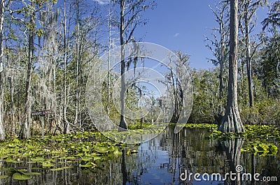 Minnies Lake Canoe Kayak Trail, Okefenokee Swamp National Wildlife Refuge Stock Photo