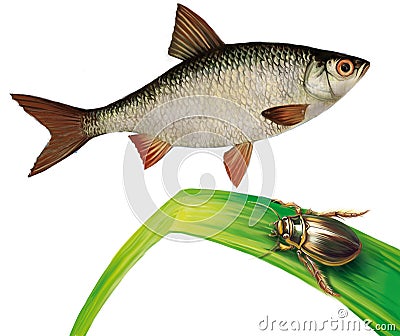 Minnow fish and water bug on water grass Cartoon Illustration