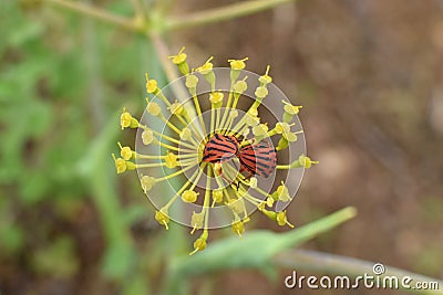 Minstrel bugs mating on fennel plant flower Stock Photo