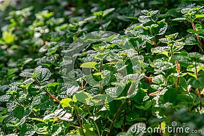 Mint background green leaves. Herb leaves grow in vegetable garden Stock Photo