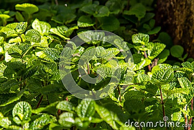 Mint background green leaves. Herb leaves grow in vegetable garden Stock Photo