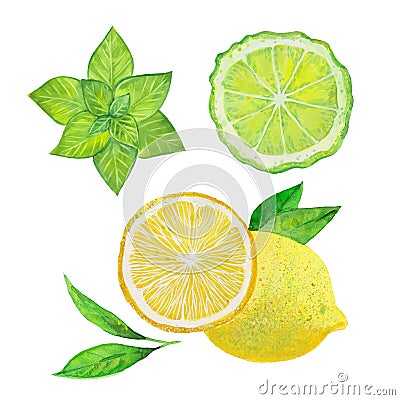 mint, bergamot and lemon Cartoon Illustration