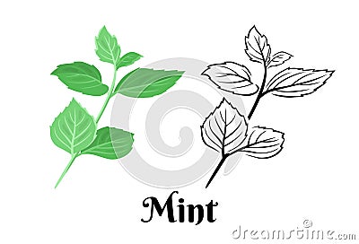 Mint branch isolated on white background. Vector color illustration of fragrant green peppermint leaf Vector Illustration