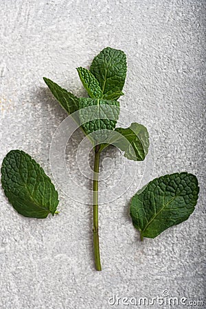 Mint branch on a light concrete background, top view Stock Photo