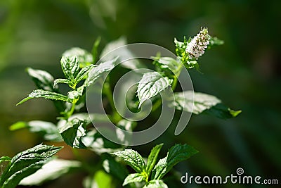 Mint close-up. Flowering mint. Stem of blooming mint Stock Photo