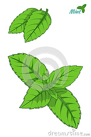 Mint leaf, peppermint green leaves set isolated. Vector Illustration