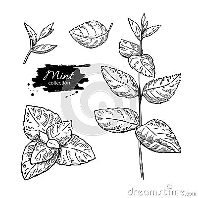 Mint drawing set. Isolated mint plant and leaves. Herbal Vector Illustration