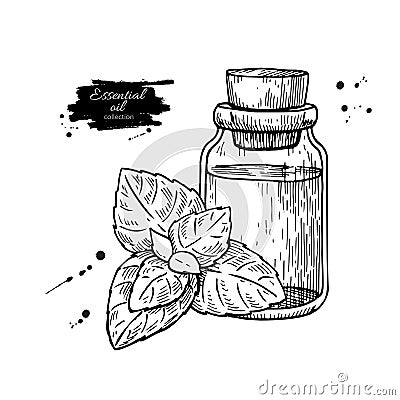 Mint essential oil bottle and peppermint leaves hand drawn vector illustration. Isolated plant drawing for Aromatherapy Vector Illustration