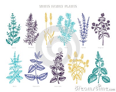 Mint family plants illustrations in color. Hand sketched aromatic and medicinal herbs. Botanical design elements. Herbal tea Vector Illustration