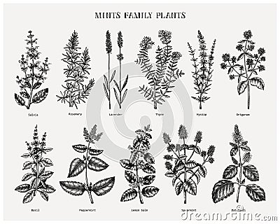 Mint family plants illustrations. Hand sketched aromatic and medicinal herbs set. Botanical design elements. herbal tea Vector Illustration