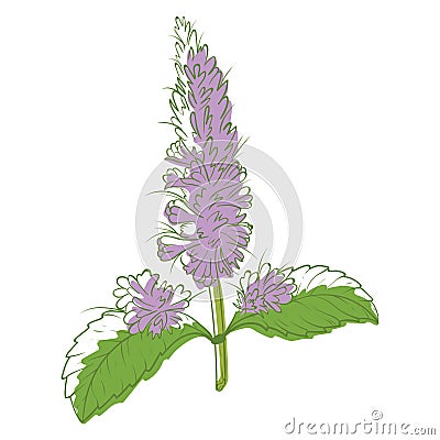 Mint flower icon, aromatic decorative beautiful plant Vector Illustration
