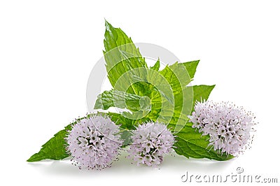 Mint flowers Stock Photo