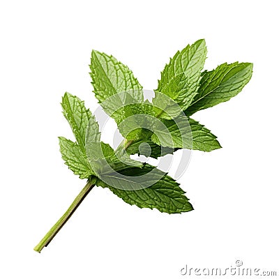 Mint fresh herb leaves isolated on white trnsparent Stock Photo