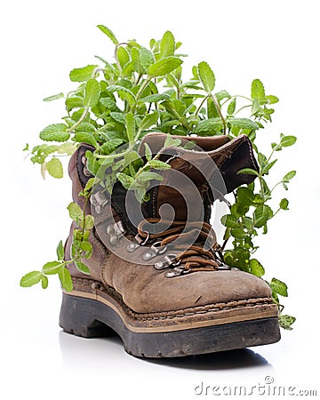 Mint growing from old hiking boots Stock Photo