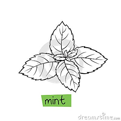 Mint hand drawn Vector Illustration