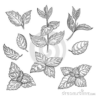 Mint hand sketch illustration. Peppermint engraved drawing of menthol leaves isolated on white background Cartoon Illustration