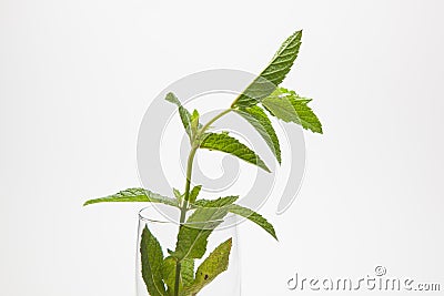 Mint is an herb, aromatic and with good flavor Stock Photo