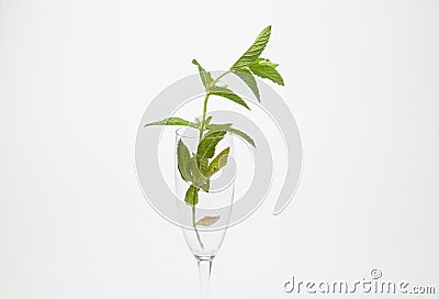 Mint is an herb, aromatic and with good flavor Stock Photo