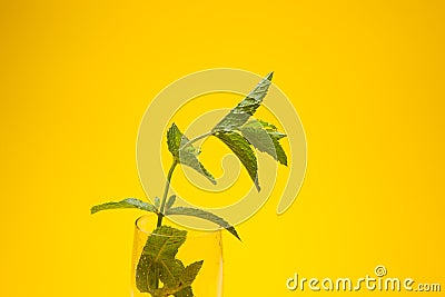 Mint is an herb, aromatic and with good flavor Stock Photo