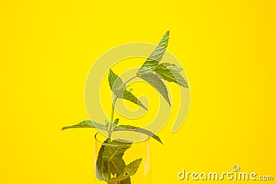 Mint is an herb, aromatic and with good flavor Stock Photo