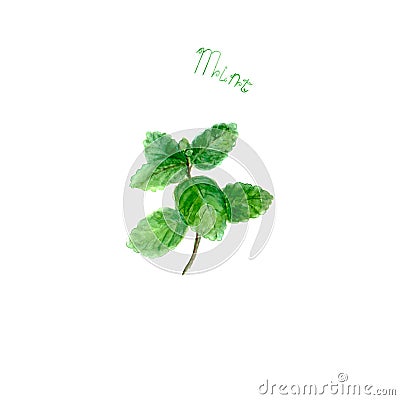 Mint herb spice isolated on white background Cartoon Illustration