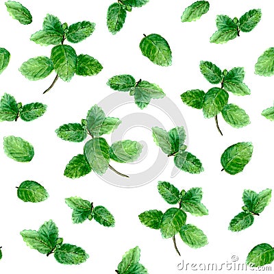 Mint herb spice seamless pattern on white background Cartoon Illustration