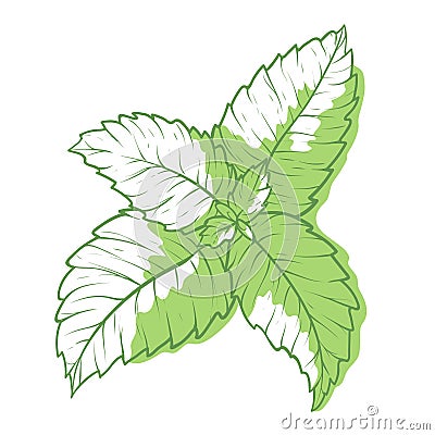 Mint icon, fragrant melissa green herbal symbol Vector Illustration