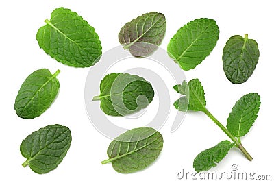 Mint leaf green plants isolated on white background, peppermint aromatic properties of strong teeth Stock Photo