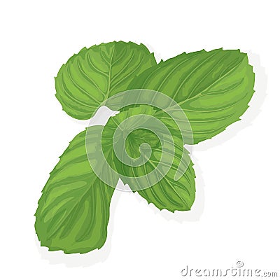 Mint leaf illustration Vector Illustration