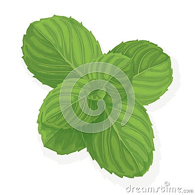 Mint leaf illustration Vector Illustration