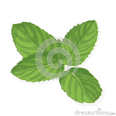 Mint leaf illustration Vector Illustration