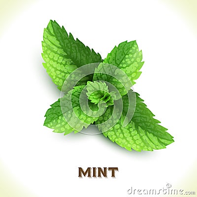 Mint leaf isolated on white Vector Illustration