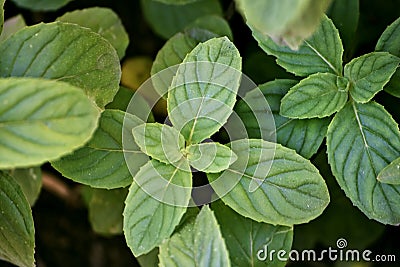 Mint leaf Stock Photo