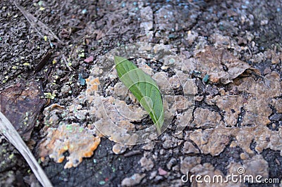 Mint leaf Stock Photo