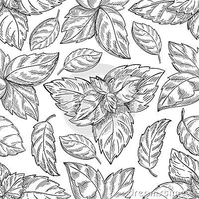 Mint leaf pattern. Peppermint leaves sketch vector background for tea wrapping paper Vector Illustration