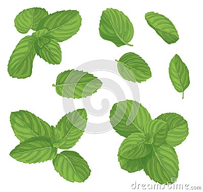 Mint leaf set Vector Illustration