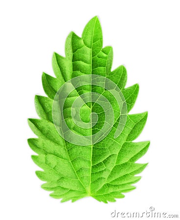 Mint leaf vector illustration Vector Illustration