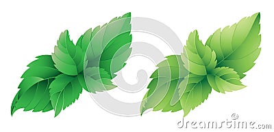 Mint leafs Vector Illustration