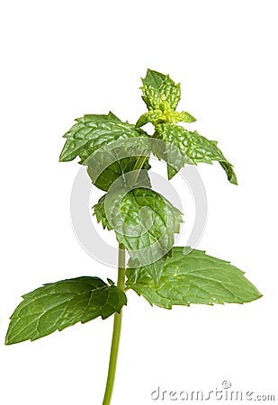 Mint leaves Stock Photo