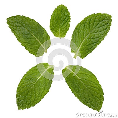 Mint Leaves Stock Photo