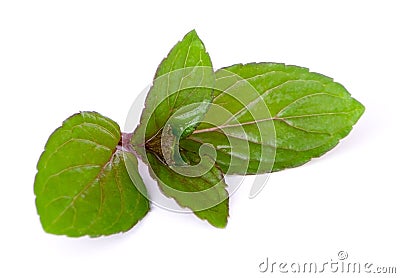 Mint leaves Stock Photo