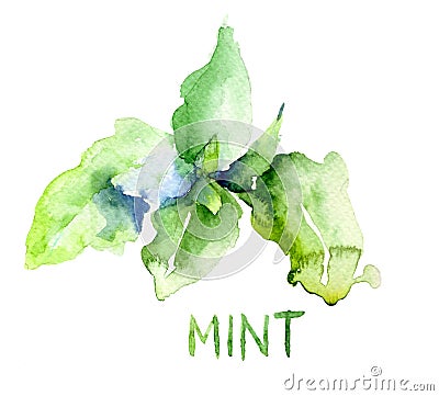 Mint leaves Cartoon Illustration