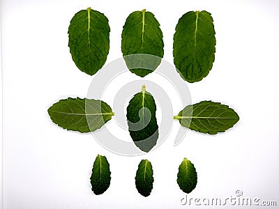 Mint leaves against a white background, nine leaves Stock Photo
