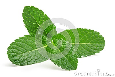 Mint leaves Stock Photo