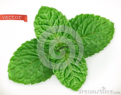 Mint leaves 3d realistic vector icon Vector Illustration